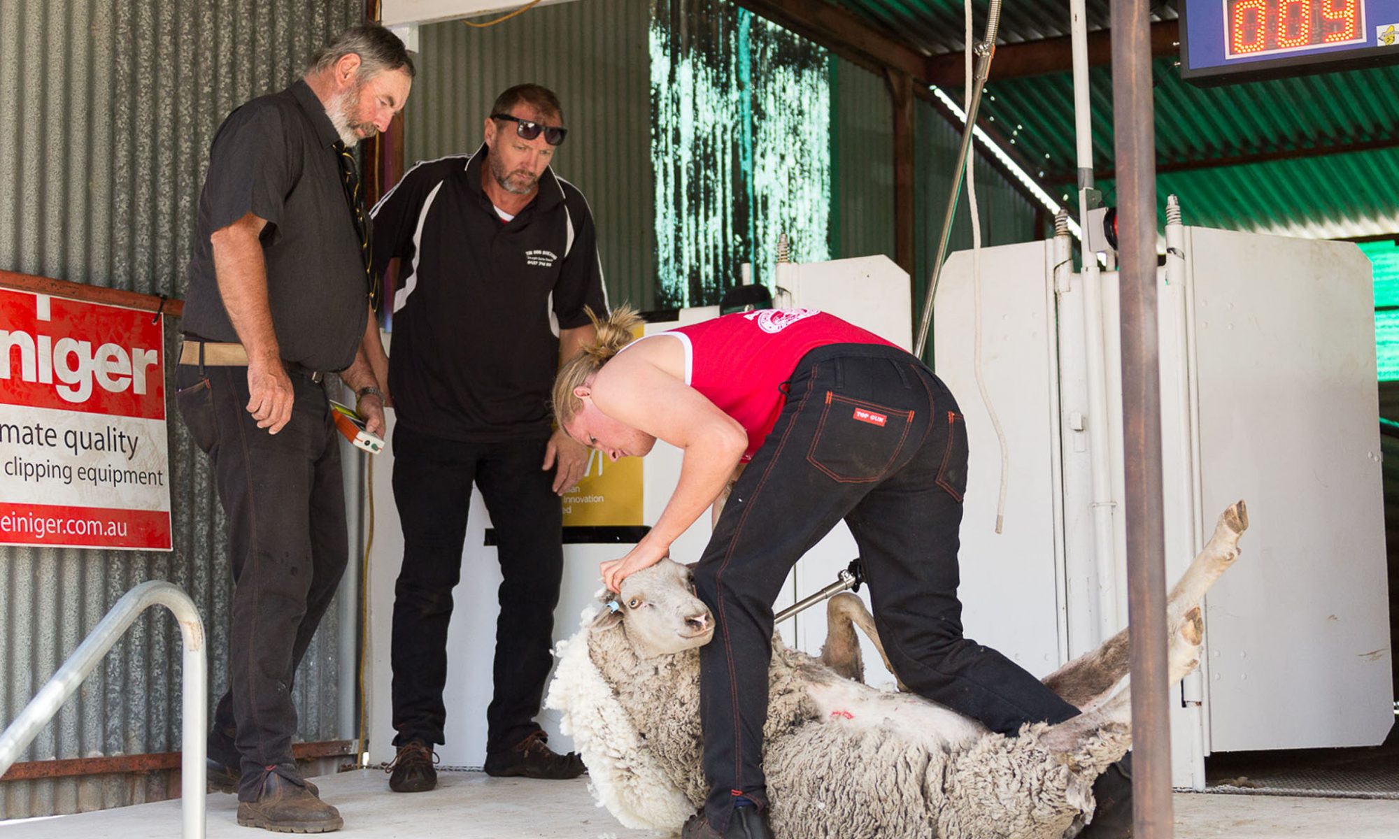 photo of two judges watching shearer competing in Darkan Sheepfest shearing competition. photo by Caro Telfer, Photographer