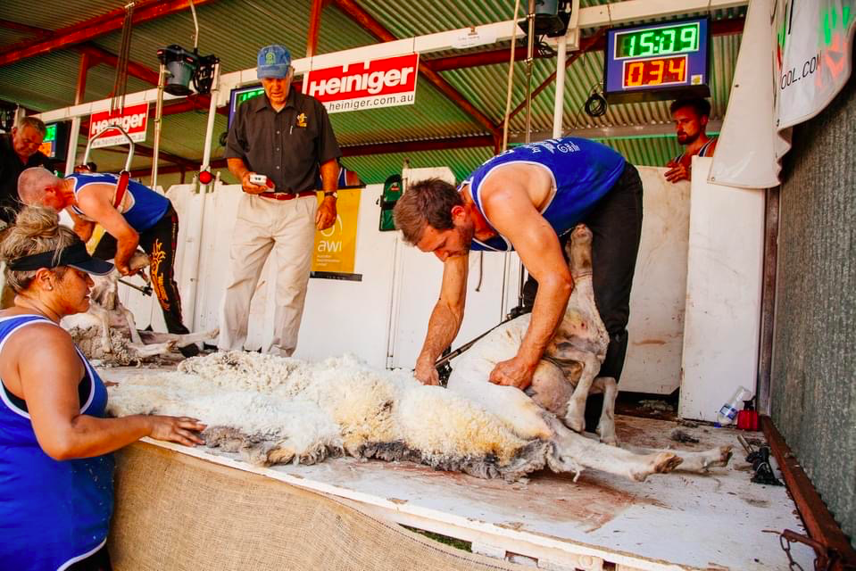photo of a shearer competing in the Darkan Sheepfest shearing competition, closely watched by a judge. A wool handler waits to collect the fleece.