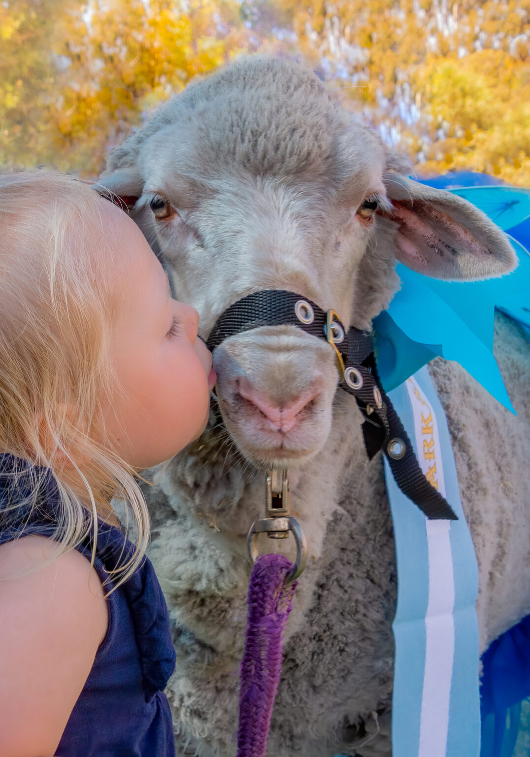 Act Belong Commit Darkan Sheepfest 10 February 2024