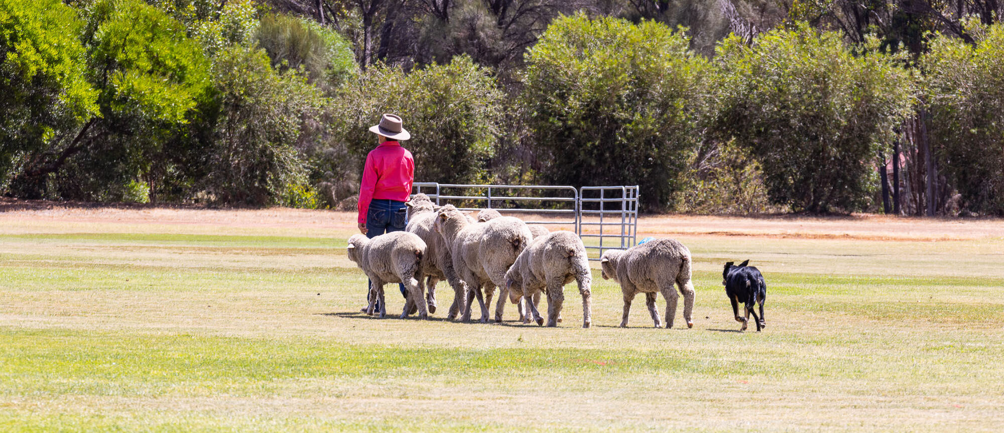photo of farmer wearing a pink shirt being followed by seven sheep being herded by a kelpie sheepdog at Darkan Sheepfest 2023