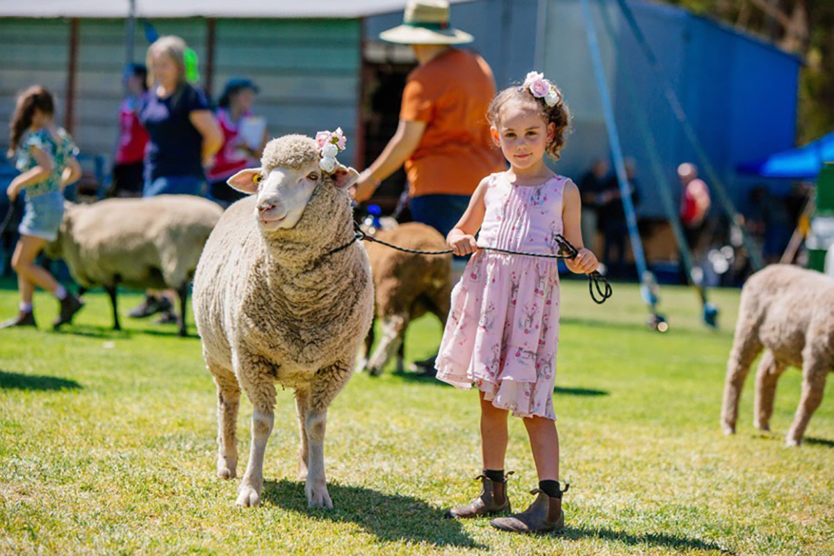 photo of a little girl in a pink dress and farm boots leading a sheep with a matching flower