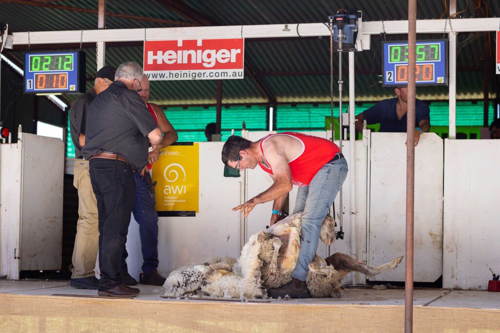 man shearing a sheep watched by judges