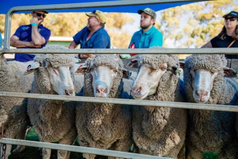 photo of four ewe hoggets looking through fence, with farmers blurred in background